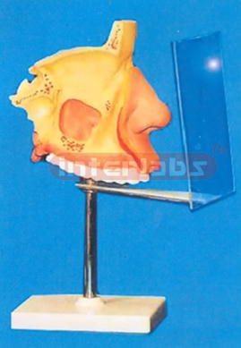 NOSE MODEL WITH PLASTIC STAND AND DESCRIPTION PLATE